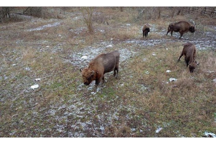 Descoperă Moldova cu #MOLDPRES: „Pădurea Domnească”, perlă eco-turistică îmbrăţişată de râul Prut