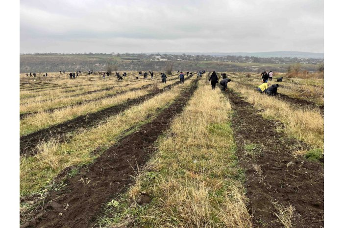 As many as 1.5 million small trees planted in Moldova on 16-17 November  