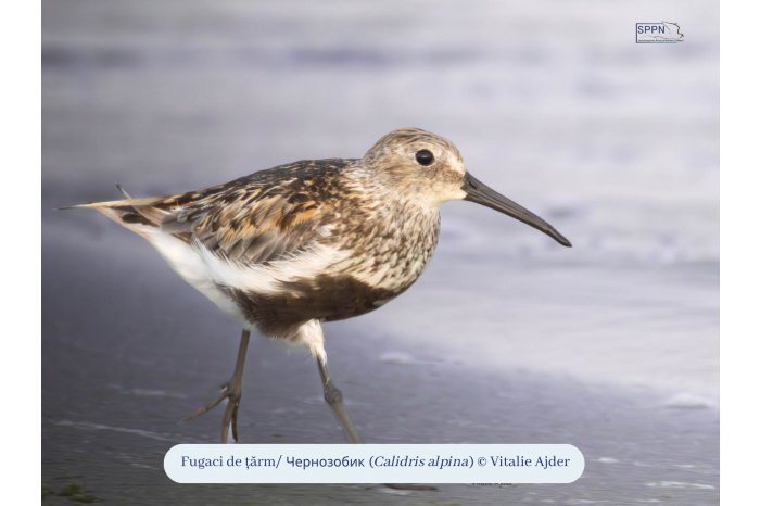 O nouă Listă Roşie a speciilor periclitate include cinci păsări care fac parte din fauna R. Moldova